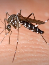  Pesquisa sobre Zika vírus recebe R$ 400 mil da Fapeal e British Council