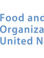 Relatório da FAO recomenda que Brasil invista em segurança alimentar